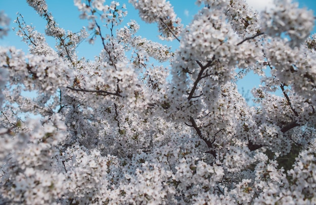 桜の花の低角度の景色