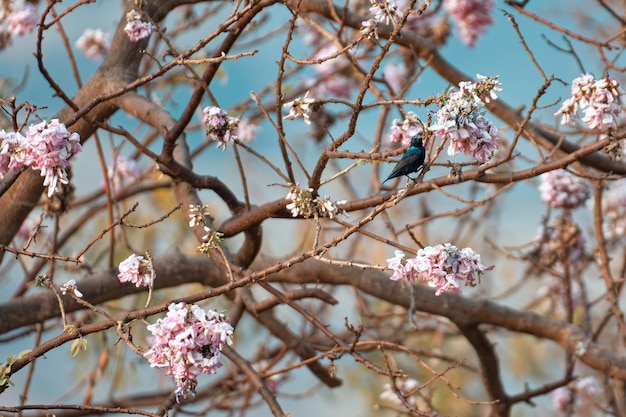 桜の花と太陽の鳥の低角度の眺め