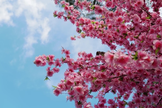 Low angle view of cherry blossom