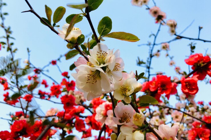 Photo 低角度的花景色