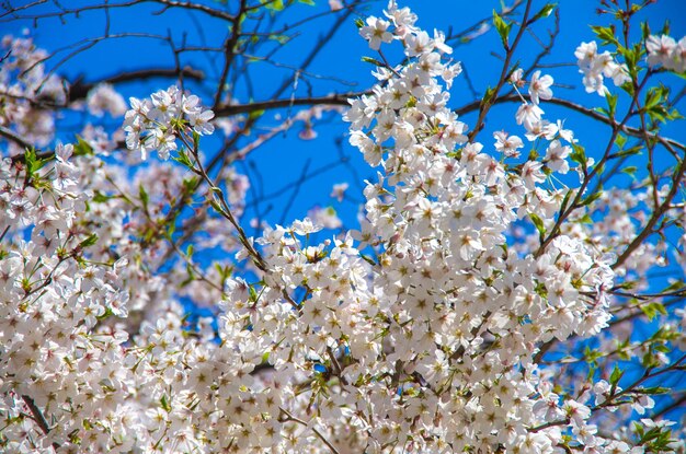 Photo low angle view of cherry blossoms against blue sky