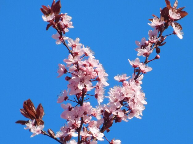 Low angle view of cherry blossoms against blue sky