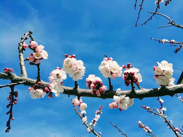 Low angle view of cherry blossoms against blue sky