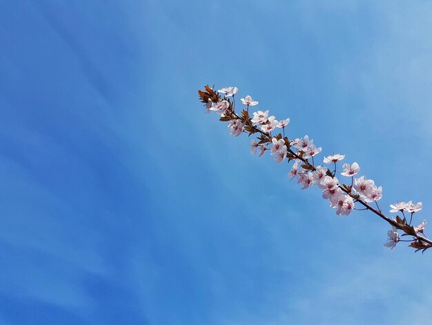 Low angle view of cherry blossoms against blue sky