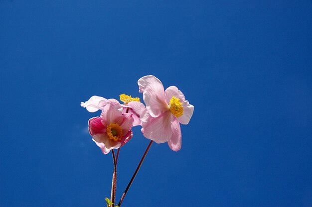 Low angle view of cherry blossoms against clear blue sky