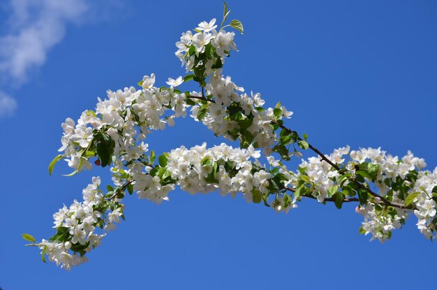 Low angle view of cherry blossoms against clear blue sky