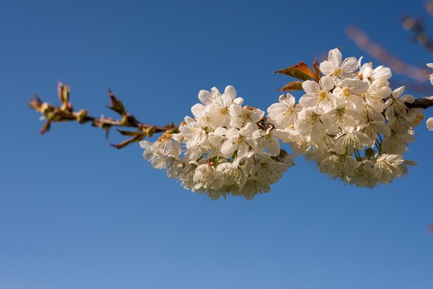 Low angle view of cherry blossoms against clear blue sky