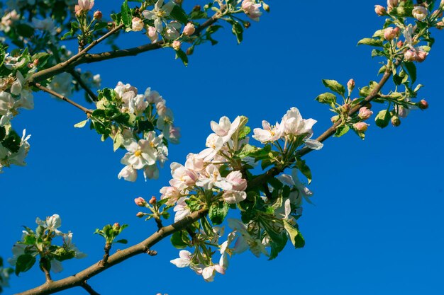 Low angle view of cherry blossoms against clear blue sky