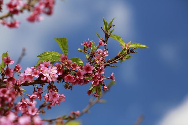 Photo low angle view of cherry blossoms against sky