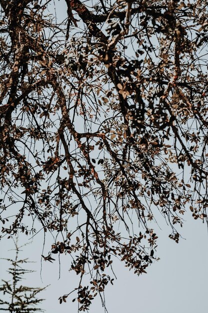 Foto vista a basso angolo dei fiori di ciliegio contro il cielo