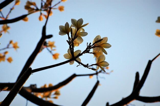 Low angle view of cherry blossoms against sky