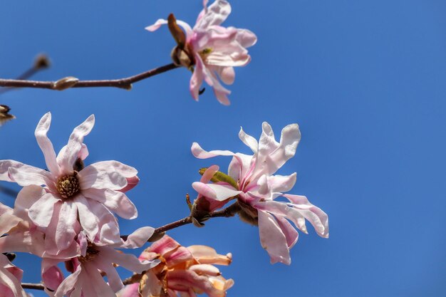 Low angle view of cherry blossoms against sky