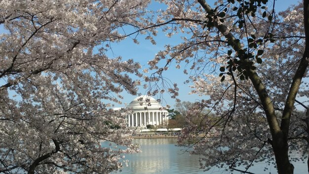 Foto vista a basso angolo dei fiori di ciliegio contro il cielo