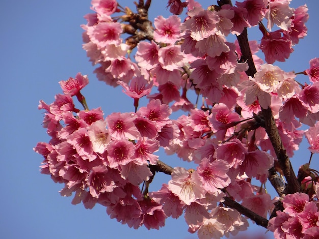 Photo low angle view of cherry blossoms against sky
