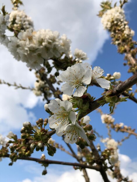 Foto vista a basso angolo dei fiori di ciliegio contro il cielo