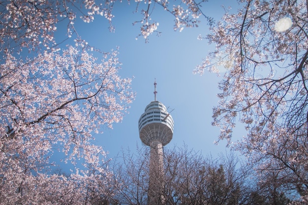 Photo low angle view of cherry blossoms against sky