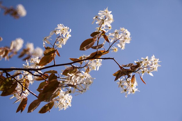 Low angle view of cherry blossoms against sky