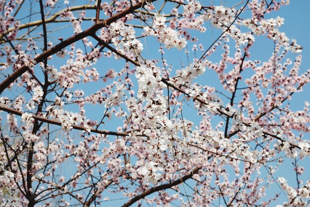 Low angle view of cherry blossoms against sky