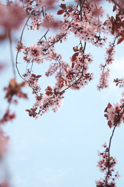 Low angle view of cherry blossoms against sky