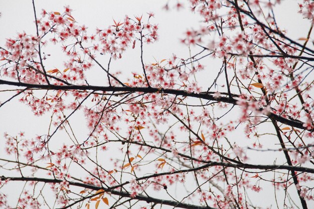 Low angle view of cherry blossoms against sky