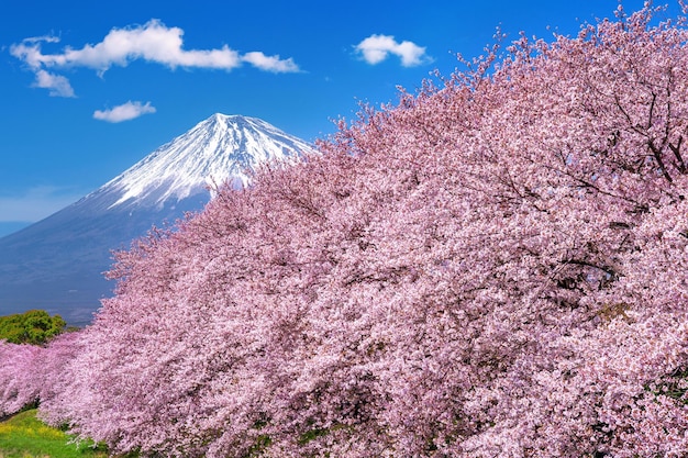 空に照らされた桜の低角度の景色