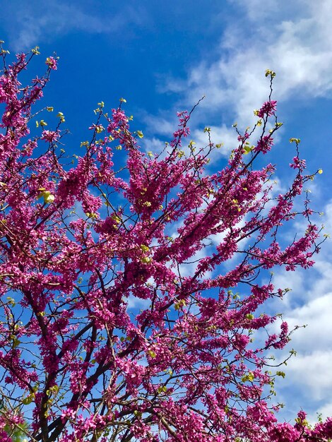 Low angle view of cherry blossoms against sky