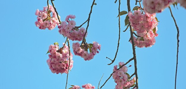 Low angle view of cherry blossoms against sky