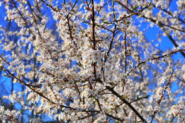 Low angle view of cherry blossoms against sky