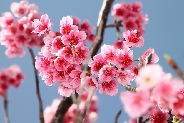 空に照らされた桜の低角度の景色