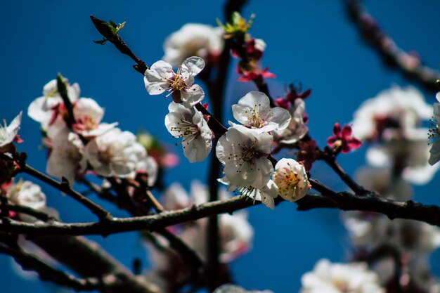 Low angle view of cherry blossoms against sky