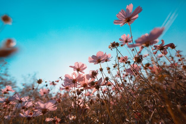 Low angle view of cherry blossoms against sky