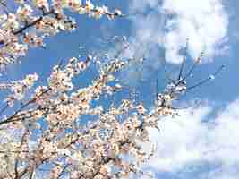 Photo low angle view of cherry blossoms against sky