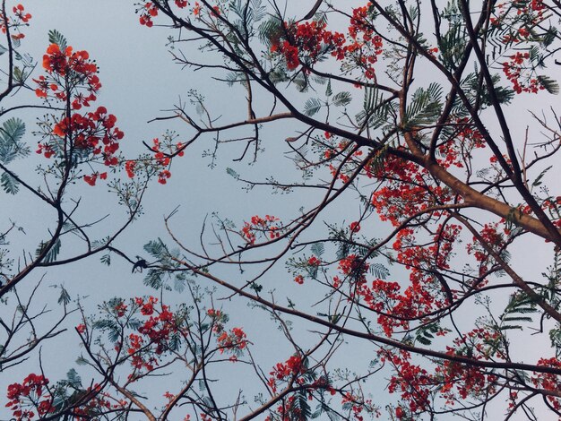 Photo low angle view of cherry blossoms against sky