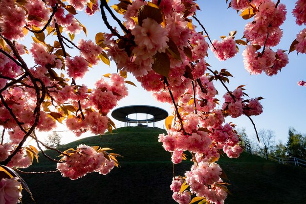 Foto vista a bassa angolazione dei fiori di ciliegio contro il cielo