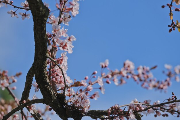 Low angle view of cherry blossoms against sky