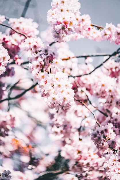 空を背景に桜のローアングルビュー