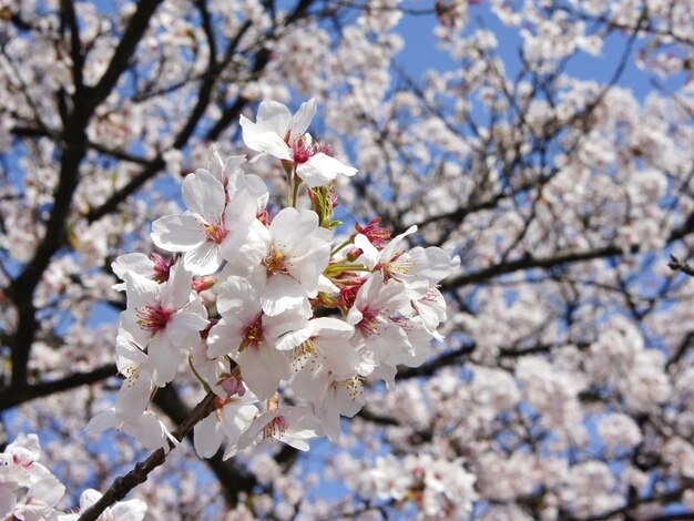 Low angle view of cherry blossoms in spring