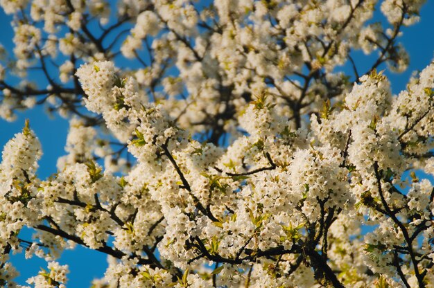 Low angle view of cherry blossoms in spring