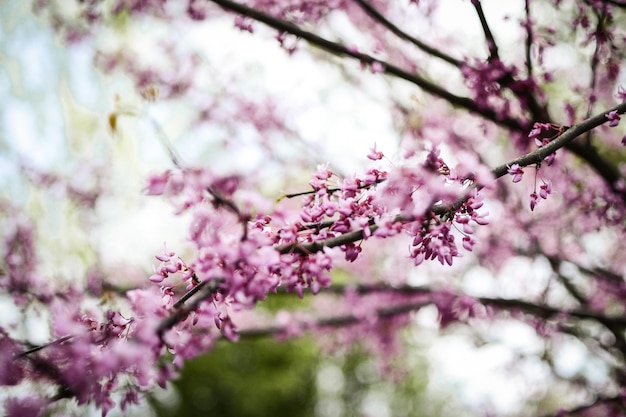 春の桜の低角度の景色