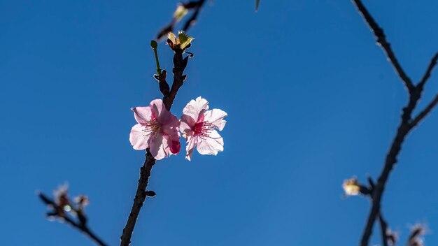 Low angle view of cherry blossoms in spring