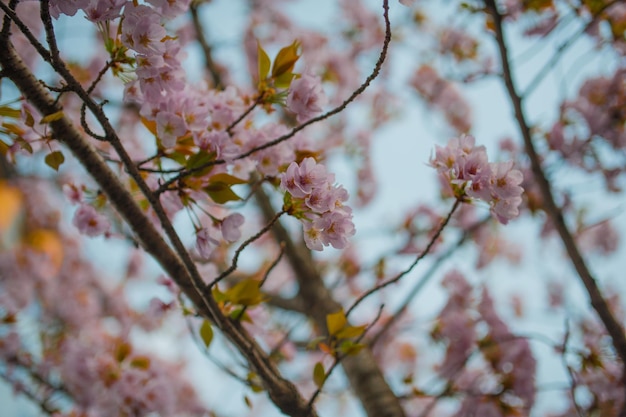 Photo low angle view of cherry blossoms in spring