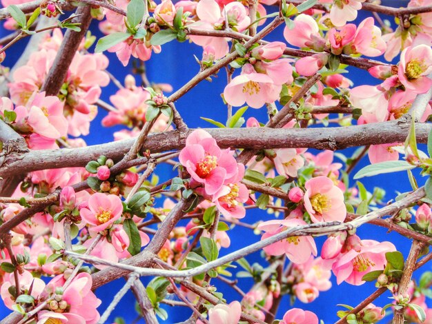 Low angle view of cherry blossoms in spring