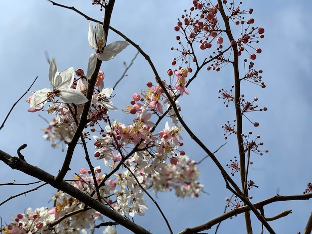 봄 에 <unk>꽃 이 낮은 각도 에서 보이는 모습