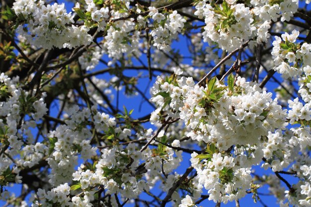 Low angle view of cherry blossoms in spring