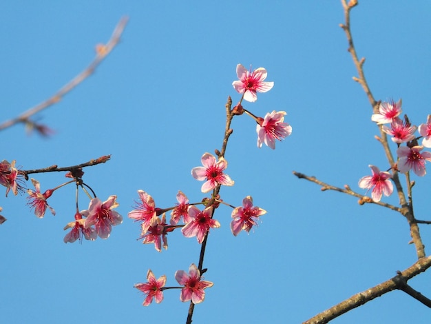 Low angle view of cherry blossoms in spring