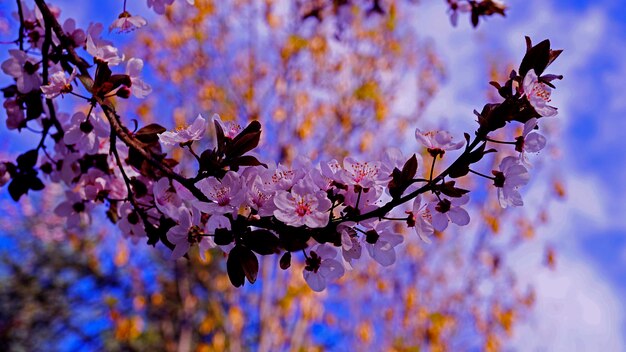 Photo low angle view of cherry blossoms in spring