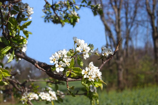 Photo low angle view of cherry blossoms in spring