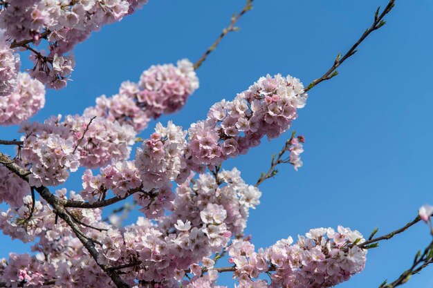 Low angle view of cherry blossoms in spring