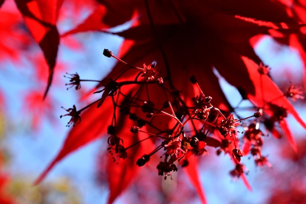 Photo low angle view of cherry blossoms on tree