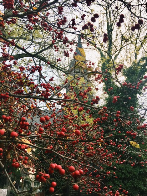 樹上の桜の花の低角度の眺め